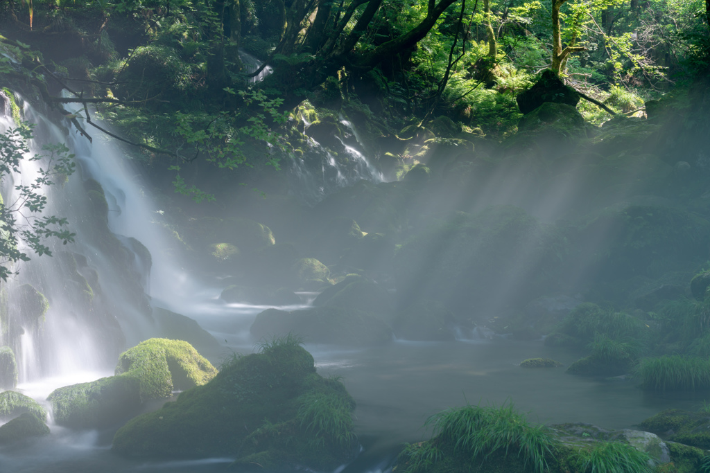 Afternoon light