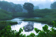 Mirror moor