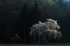 Oshirasama（おしら様の枝垂桜）