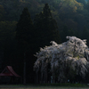 Oshirasama（おしら様の枝垂桜）