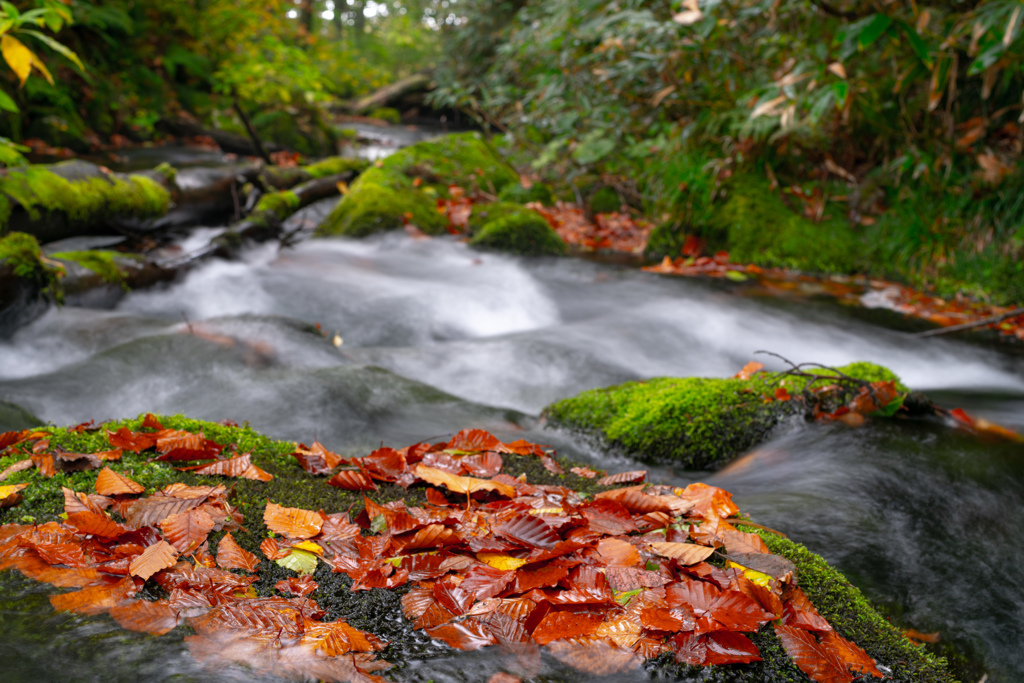 Forest flow