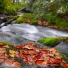 Forest flow