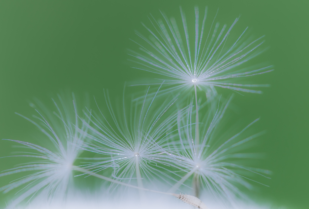 Cotton wool