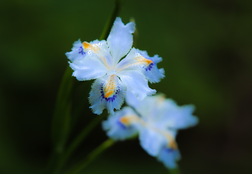 Iris japonica