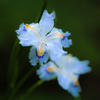 Iris japonica