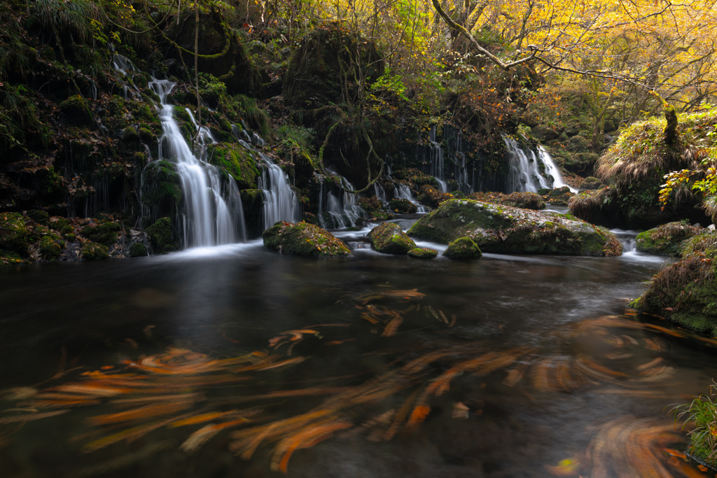 Flow of dead leaves