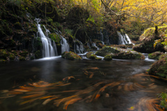 Flow of dead leaves