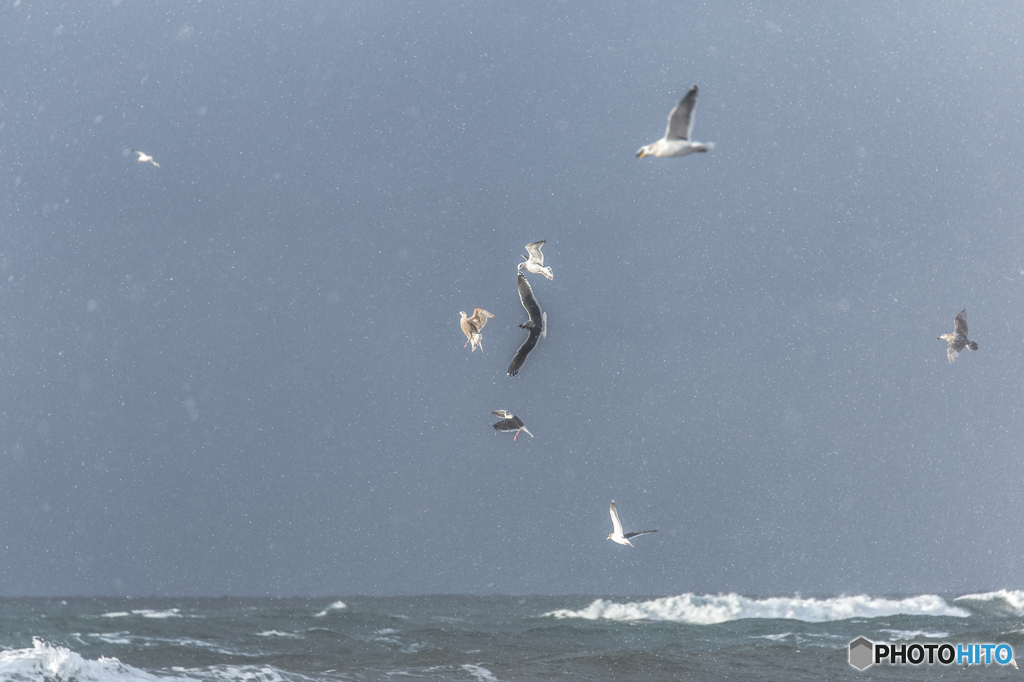 Winter sea