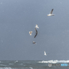 Winter sea