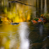 late autumn colors
