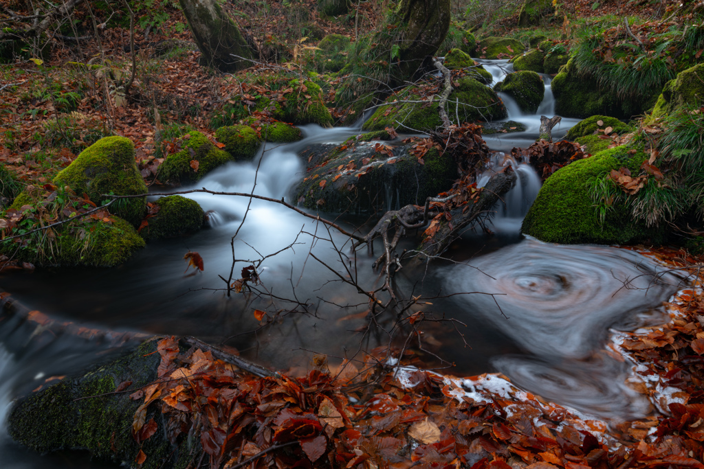 Late autumn forest