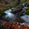 Late autumn forest