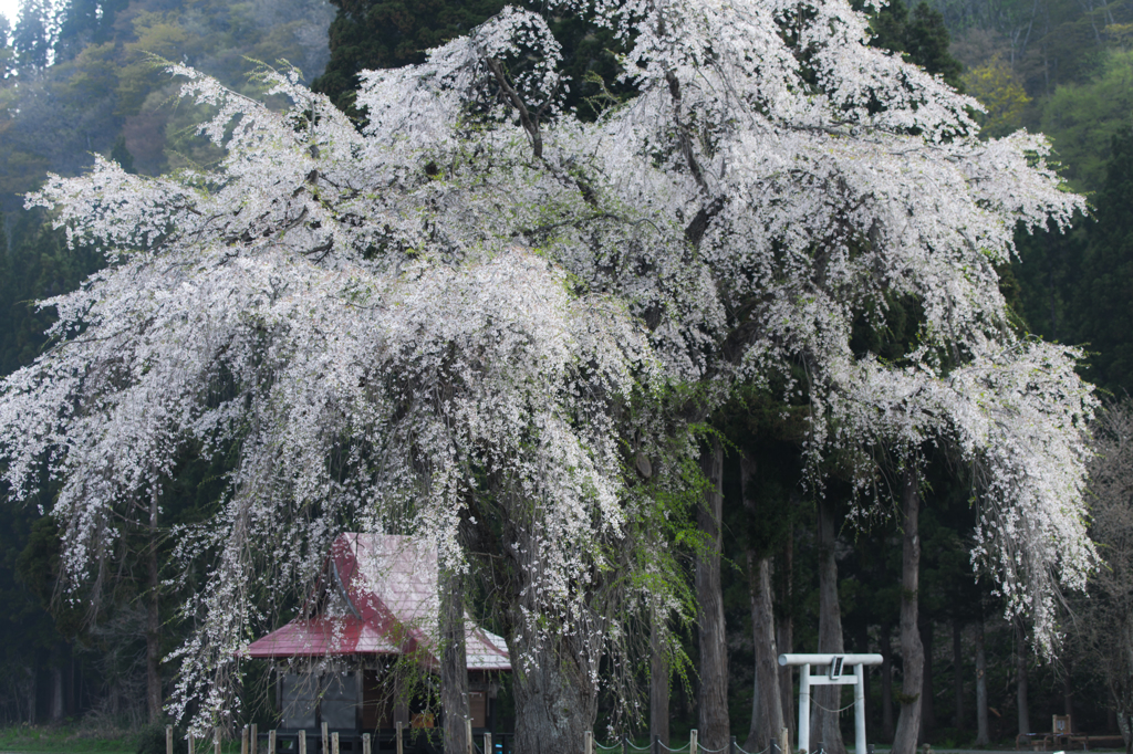Oshirasama（おしら様の枝垂桜）2