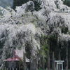 Oshirasama（おしら様の枝垂桜）2