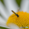 Horsefly