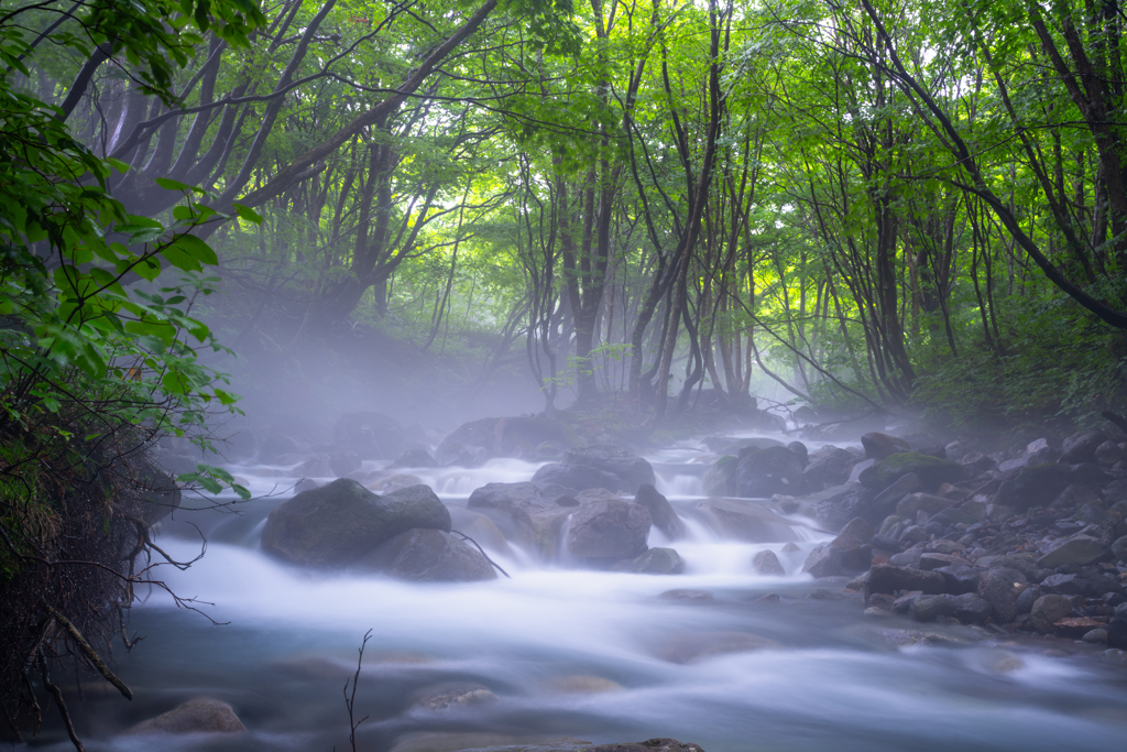 Beech Forest