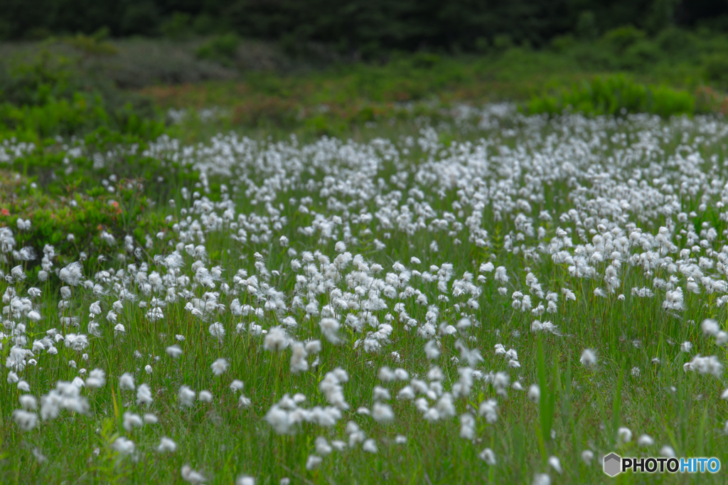 Cotton grass ～ Kuwanokidai