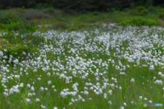Cotton grass ～ Kuwanokidai