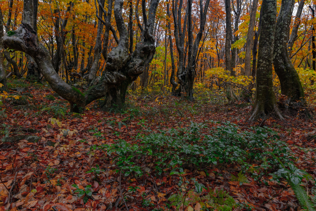 Beech forest