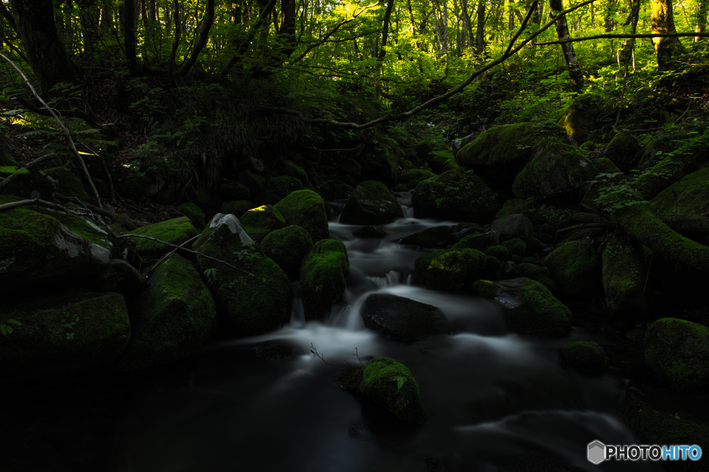 Morning of the deep forest