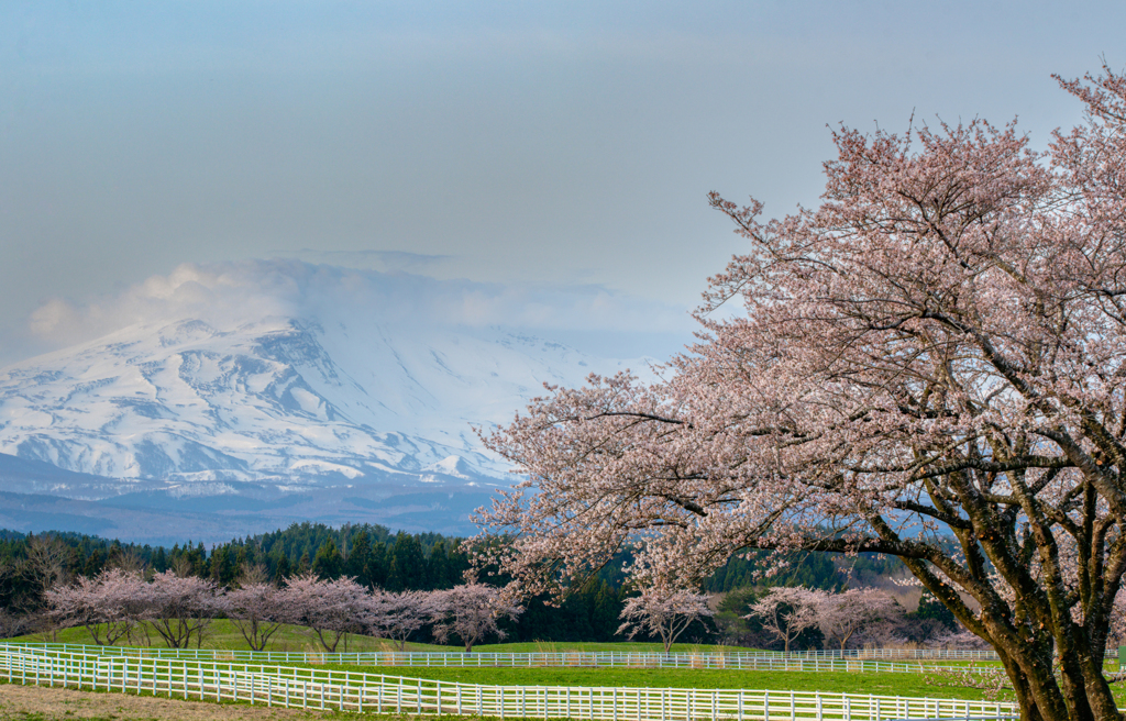 cherry blossoms