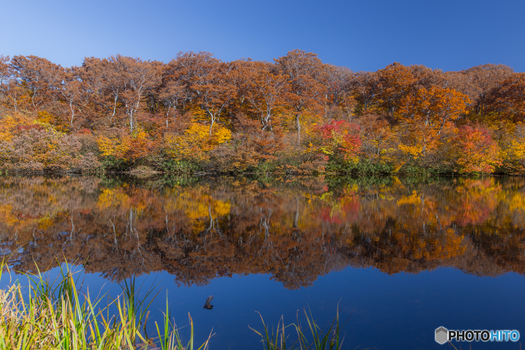 Autumn of the marsh ２