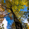 Look up