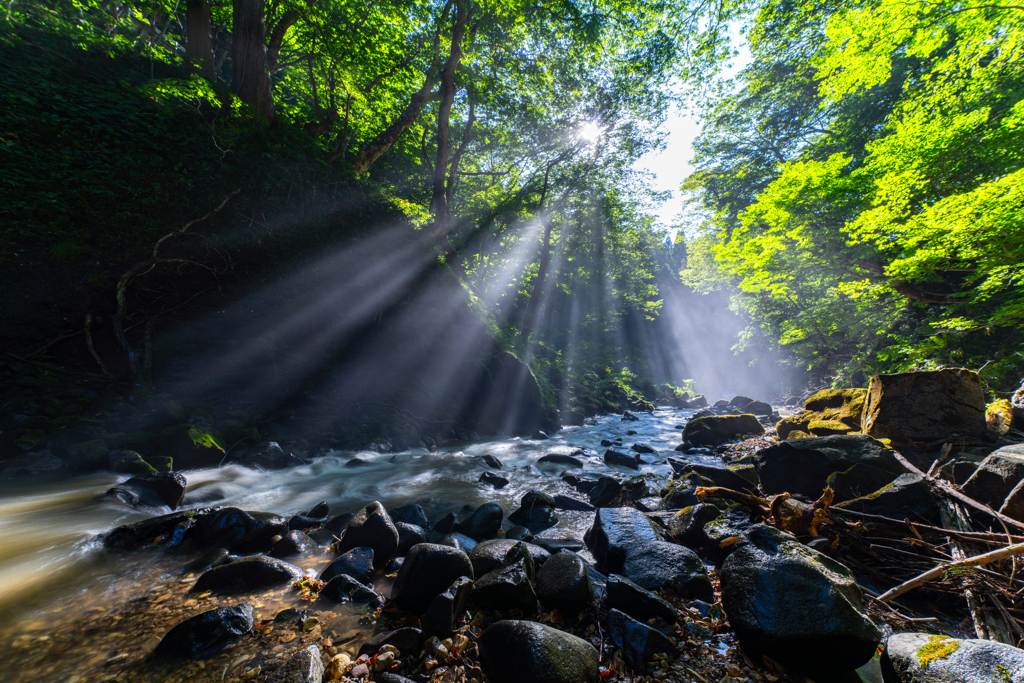 afternoon light