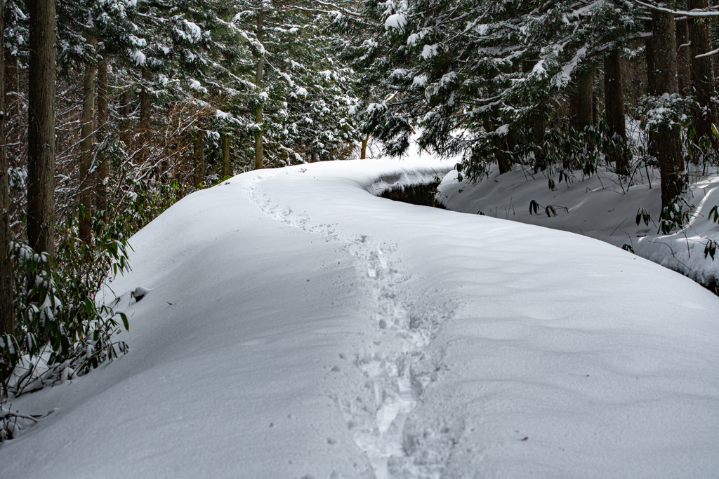 Snow-covered road