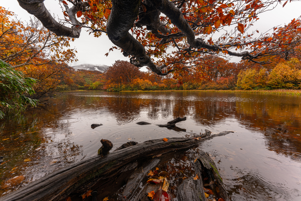 Rainy day swamp