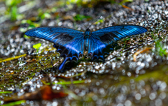 Swallowtail butterfly