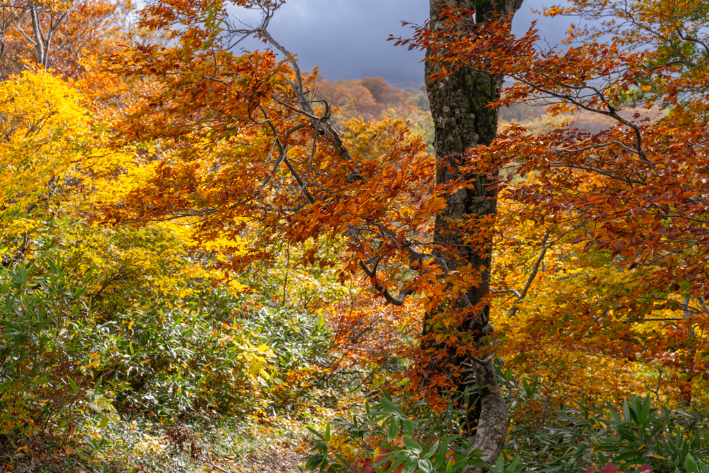 Autumn in the Mountains