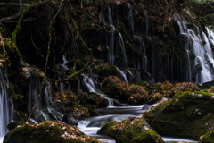 Moss and dry grass