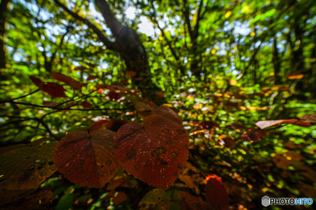 Red leaf