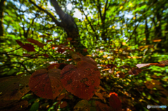 Red leaf