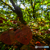 Red leaf