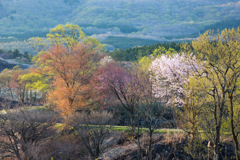 Spring color
