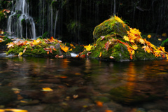 Moss and dead leaves