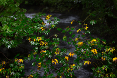 Yellow leaf