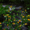 Yellow leaf