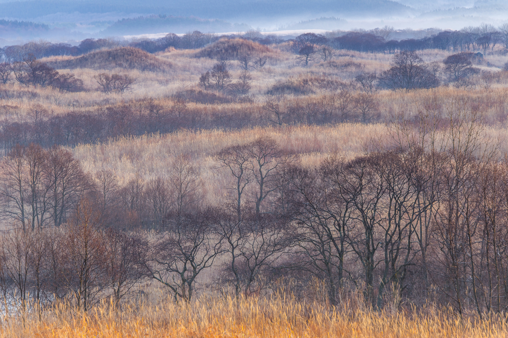 Winter dying color