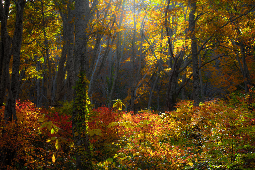 Forest deep in autumn