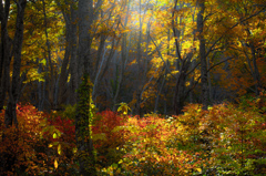 Forest deep in autumn