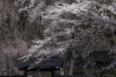 Beautiful Japan