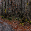 beech forest