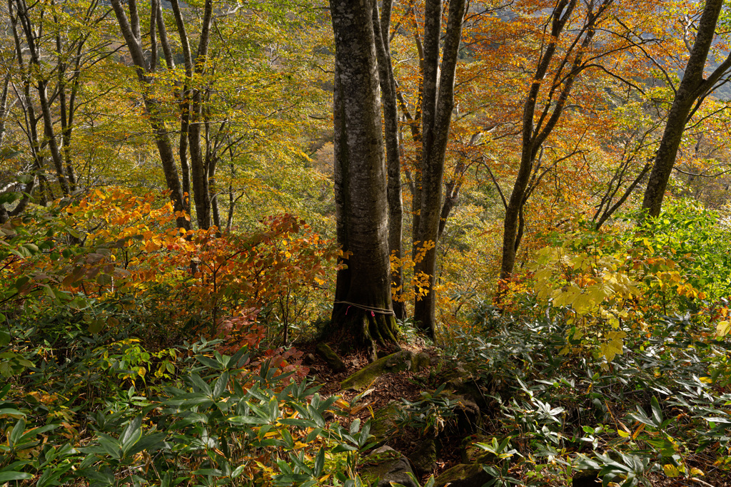 Autumn forest