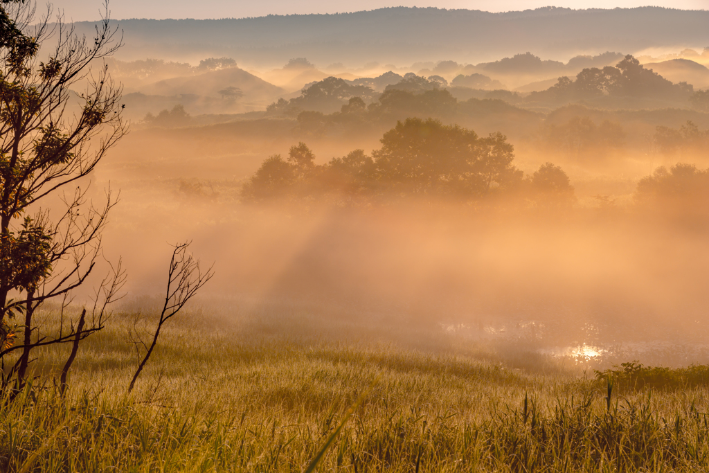 Summer morning
