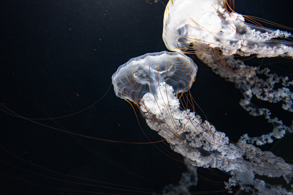 jellyfish