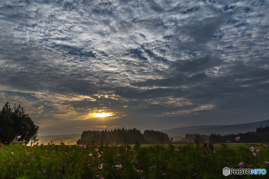 Morning cosmos ～ Toushi