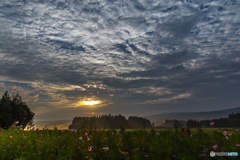 Morning cosmos ～ Toushi